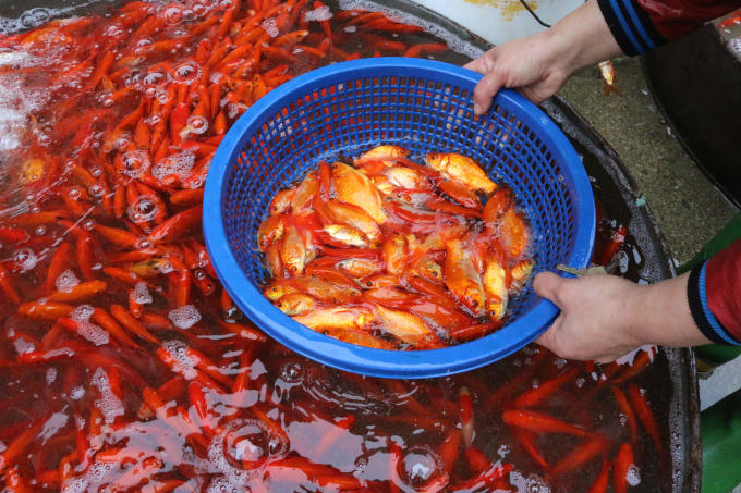 Theo chị Miên (một tiểu thương tại chợ cá Yên Sở) cho biết: "Những ngày này, cửa hàng chị tiêu thụ từ 4-6 tạ cá chép đỏ trên một ngày".