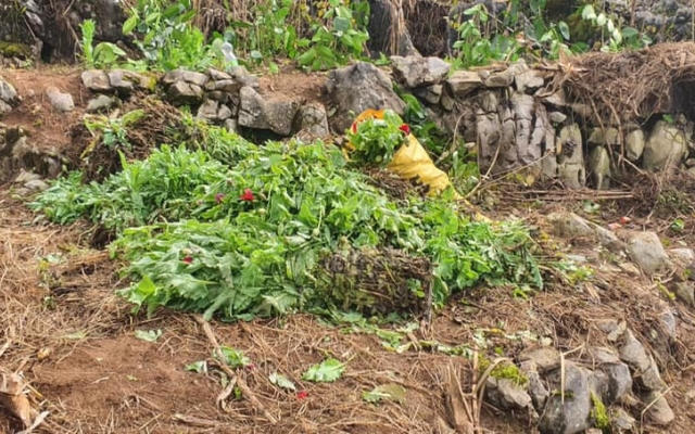 Phát hiện 2 đối tượng trồng 8.010 cây thuốc phiện trên sườn núi cao