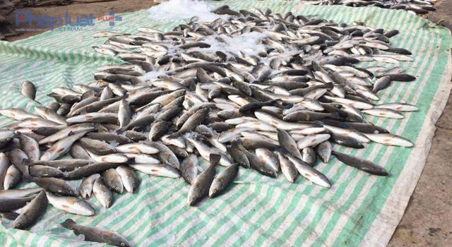 Khoảng gần 50 tấn cá lồng bị chết không rõ nguyên nhân đã khiến hàng chục hộ trắng tay (Ảnh: A.Thắng)