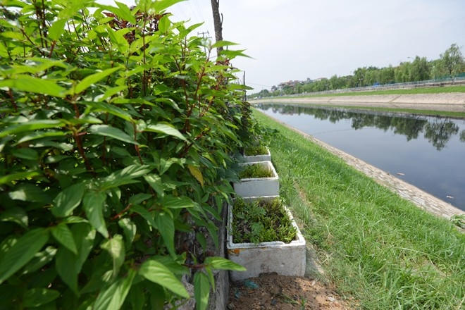 Rau tự trồng tại các gia đình vẫn có nguy cơ mất an toàn.