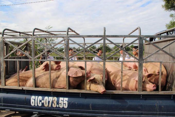 Lực lượng chức năng buộc tiêu hủy số lượng heo tồn dư chất tạo nạc