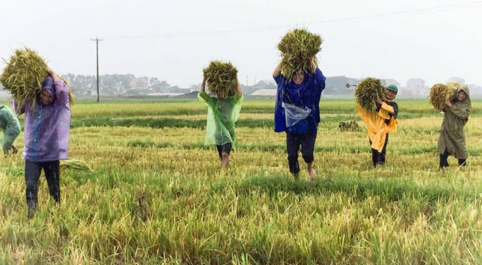 Cán bộ đoàn thành phố Hà Tĩnh cũng ra quân giúp dân thu hoạch vụ mùa trước bão.