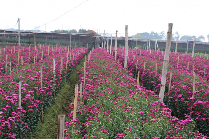 Những ruộng hoa bạt ngàn cùng khoe sắc.