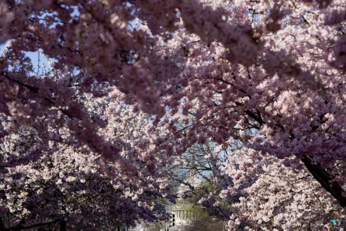Hoa anh đào nở rộ tại Tòa nhà Quốc hội Hoa Kỳ Washington.