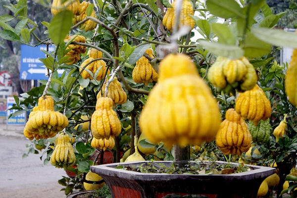 Khi ghép xong các mắt của các loại quả người làm cây phải chăm sóc cây thật cẩn thận không cây sẽ bị chết và các mắt ghép nẩy mầm được.