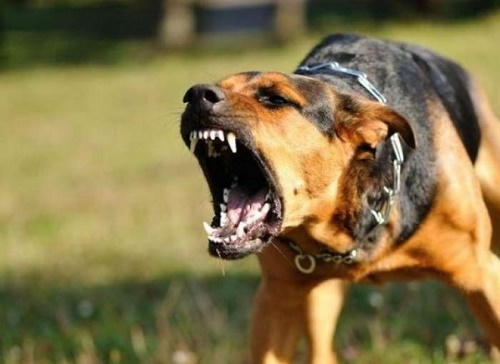 Đắk Lắk: Cháu bé 5 tuổi tử vong do bị mắc bệnh dại