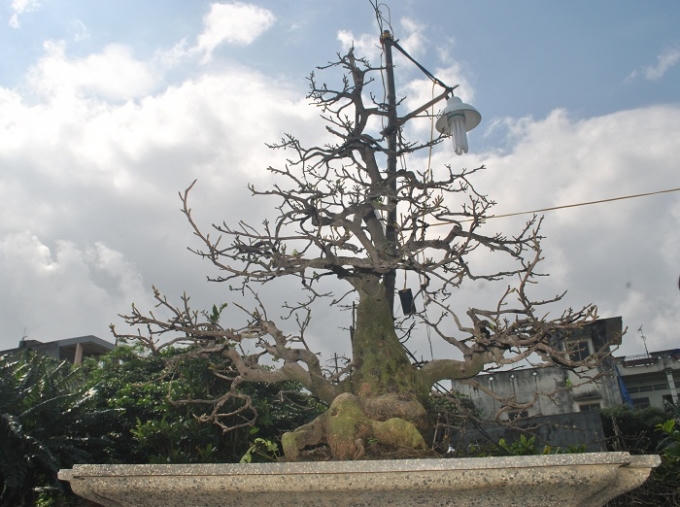 Cây mai này tuổi đời đã 50 năm với bộ gốc đồ sộ hiếm thấy. Theo chủ nhân của nó, cái giá để ra đi em này sẽ không dưới 100 triệu đồng.