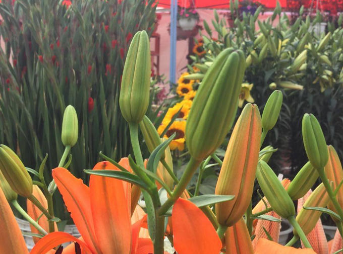 Quảng Ninh: Tưng bừng Hội hoa xu&acirc;n Ho&agrave;nh Bồ 2017