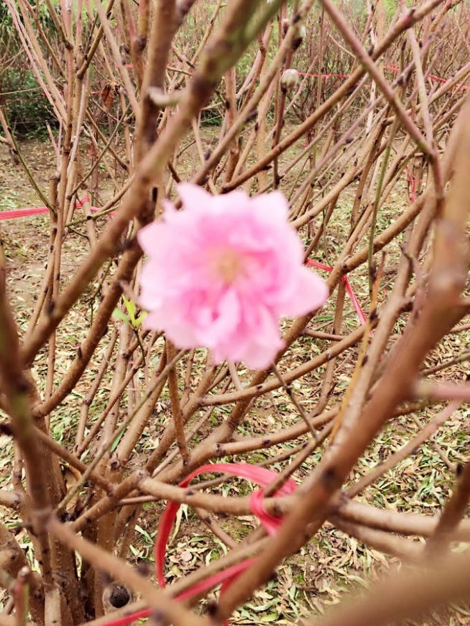 Mùa đông không lạnh tại Hà Nội đã làm đào Nhật Tân nở hoa sớm.