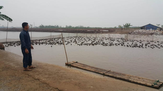 Vịt trời trở thành đặc sản mới nổi, hút khách dịp tết