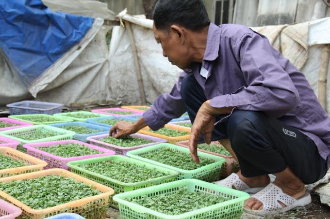 Bị bệnh tật đeo bám nhưng họ luôn đấu tranh để vươn lên như những cây rau mầm.