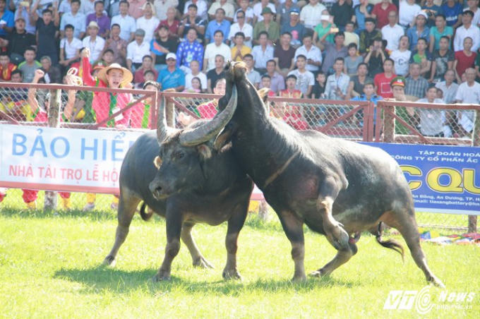 Khán giả hò reo cổ vũ trước những "kungfu tuyệt đỉnh'' của các trâu chọi.