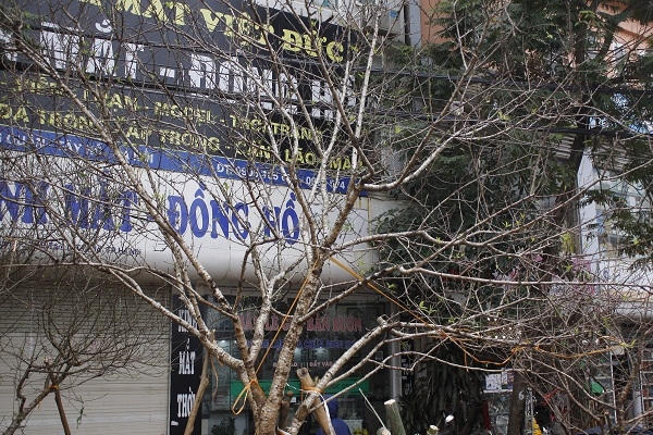 Một trong những cây đào to nhất trên phố. Ảnh: Như Trường