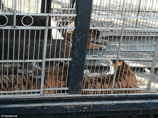 Người dân bản địa đã tìm cách cứu người đàn ông 55 tuổi bằng cách ném đá và thọc gậy vào trong chuồng hổ để những con hổ phải sợ mà thả người đàn ông ra.