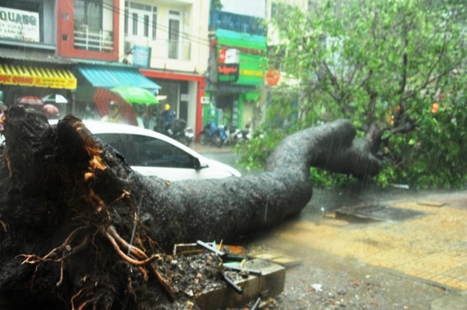 Cây xà cừ cao hơn 20m bị bật gốc trong cơn mưa