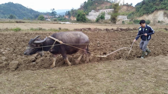 Bắc Kạn: Chủ tịch UBND Th&agrave;nh phố &ldquo;xắn tay&rdquo; xuống đồng c&ugrave;ng b&agrave; con