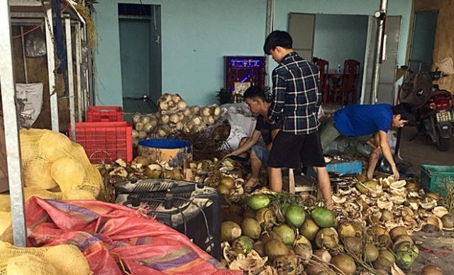 Niêm phong 200 quả dừa đã ngâm hóa chất và 100 lít nước đã pha hóa chất. Ảnh: CA Quảng Nam.