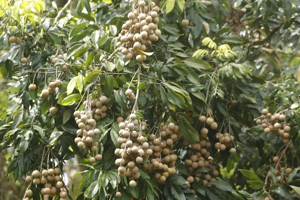 Hiện tại người dân nơi đây mong các thông tin đồn đoán sai sự thật như trên nên nhanh chóng chấm dứt hoặc đính chính lại để người dân buôn bán một cách "thuận buồm, xuôi gió".