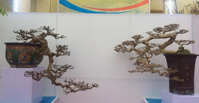 Quảng Ninh: Những t&aacute;c phẩm nghệ thuật Bonsai độc đ&aacute;o tại triển l&atilde;m c&acirc;y cảnh nghệ thuật Y&ecirc;n Tử 2018