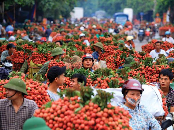 vai-thieu-xuat-sang-my-va-australia-lan-ban-thu-tuc-chieu-xa1432216413