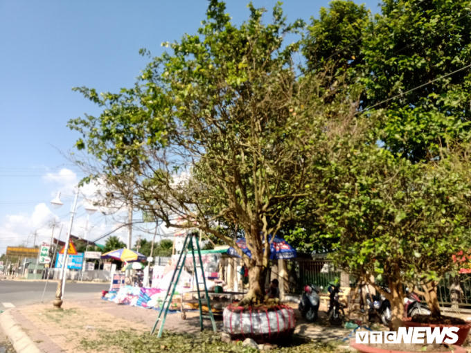 Hai ngày nay, nhiều người dân đi ngang đường Quang Trung (đoạn gần cầu Quang Trung, phường Hưng Phú, quận Cái Răng, TP Cần Thơ) tỏ ra rất thích thú trước một cây mai trăm tuổi được rao bán trên vỉa hè.