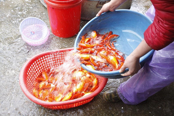 Mỗi kg cá sẽ được từ 20-25 con, tính ra chỉ khoảng 2.000 đồng/con. Tuy nhiên, các tiểu thương ở đây chỉ bán buôn, không bán lẻ.