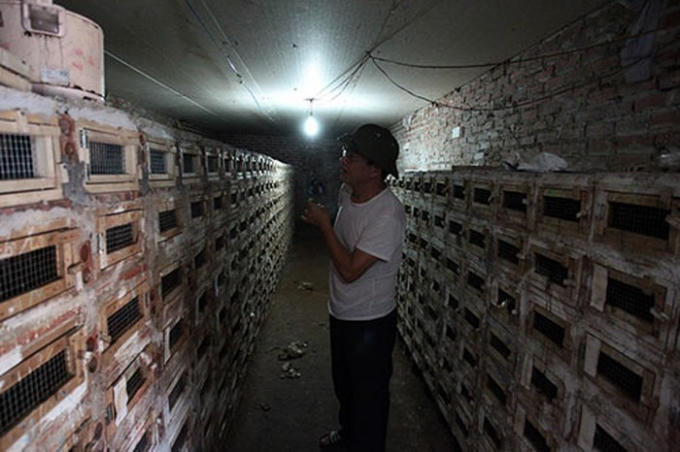 Đỉnh điểm năm 2007-2008, gần như 100% hộ d&acirc;n trong x&atilde; l&agrave;m nghề nu&ocirc;i rắn hổ mang ph&igrave;.