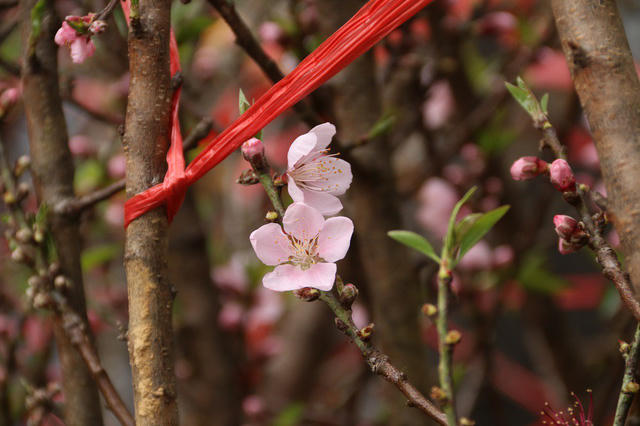 Những cành đào rừng bắt đầu bung nở những cánh đầu tiên.