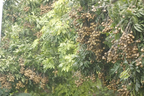 Để đượcnhững vườn nhãn như thế này, người dân mất rất nhiều công chăm sóc.