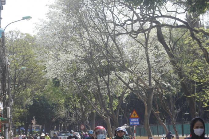Sau những tháng ngày lạnh giá, những cây sưa bung nở những cánh hoa tinh trên khắp các phố phường Hà Nội.