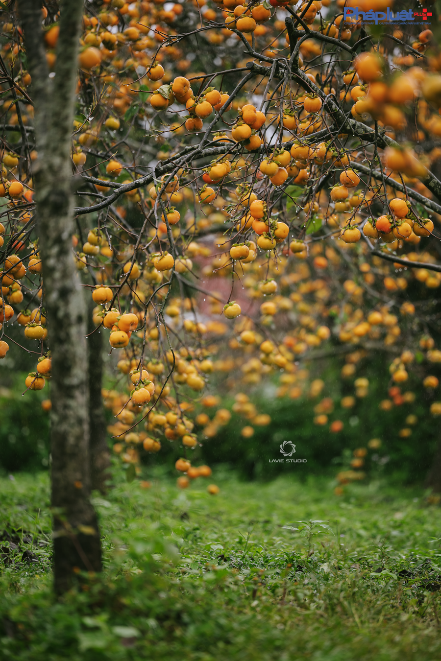 Cận cảnh sắc hồng Mộc Châu vào mùa khoe sắc thu hút đông đảo du khách