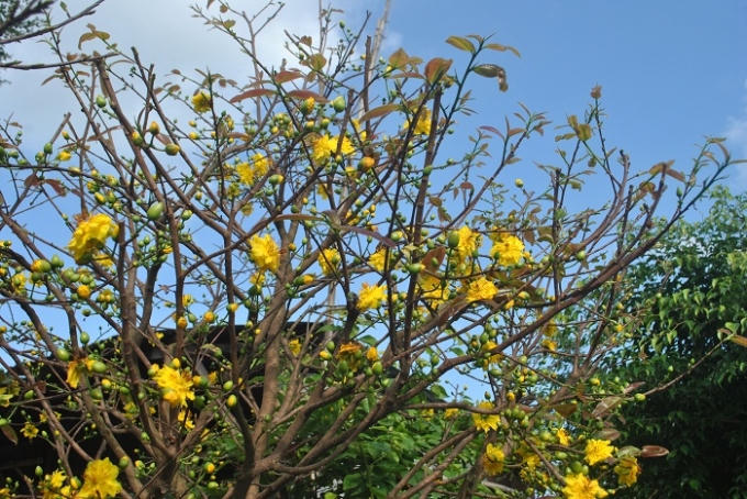 Đâu đó có một vài cây mai được chủ nhân cho nở sớm. Những cánh hoa vàng rực dưới trời chiều, mùa xuân lại về nữa rồi!