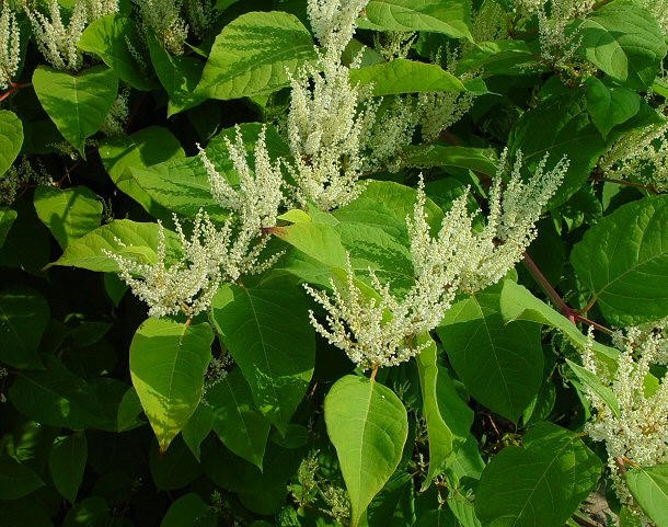 Cốt khí củ (Polygonum Cuspidatum)