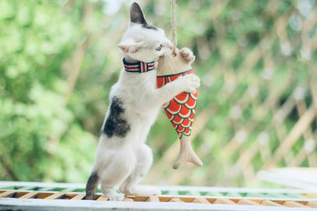Chú mèo vui chơi bên chú cá gỗ
