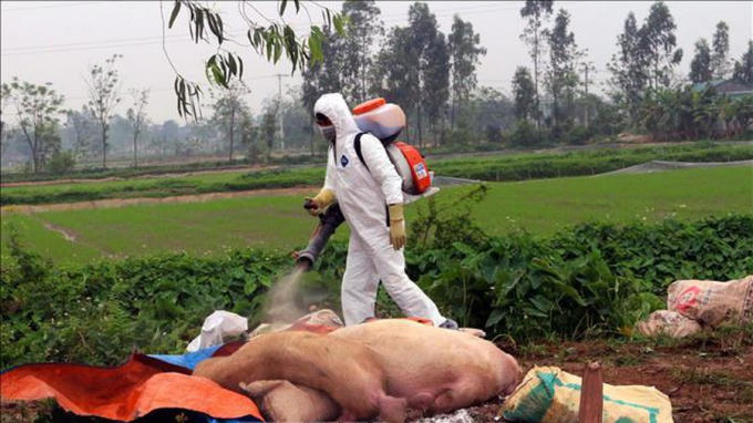 Dập ổ dịch tả lợn ch&acirc;u Phi tại huyện Lương Sơn, H&ograve;a B&igrave;nh