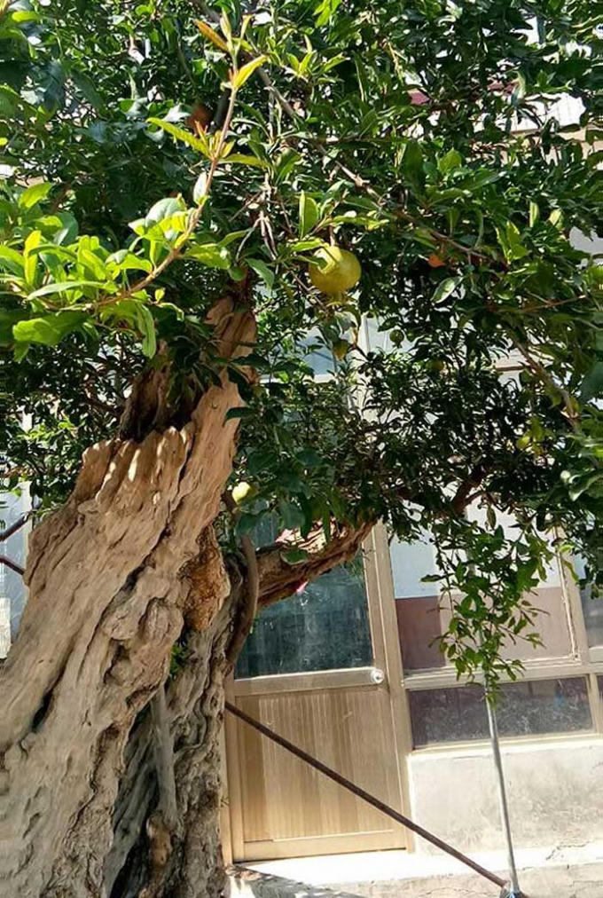 Trải qua các trận phong ba bão táp, thân cây nhiều phần bị mục gãy, có vết vằn vệ