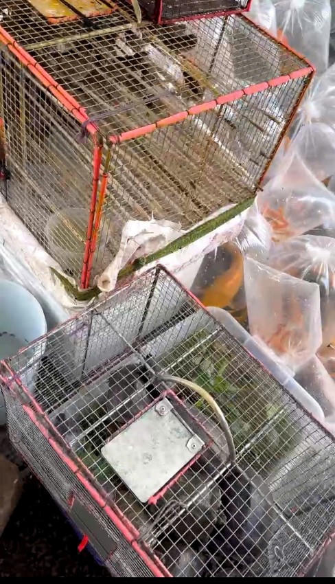 Các loại chim được bán tại chùa Ông.