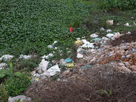 Những con gà Đông Tảo chết được người dân cho vào bao tải và vứt bừa bãi ra môi trường, gây ô nhiễm và nguy cơ lây lan mầm bệnh rất lớn.