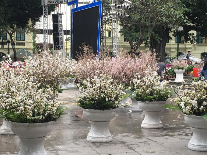 Rực rỡ sắc hoa anh đào tại Hà Nội