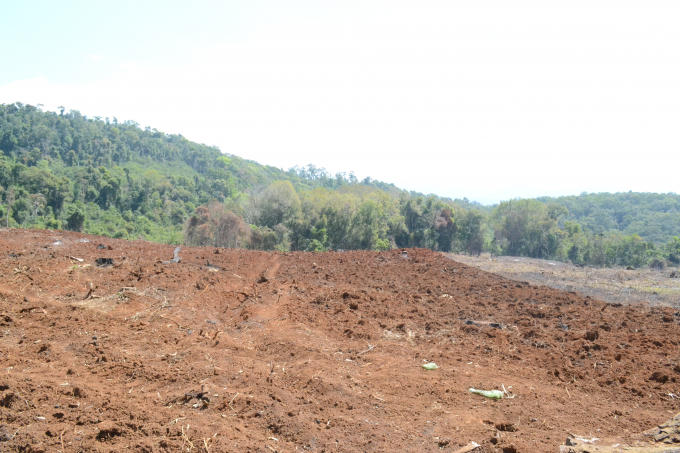 Diện tích phá rất lớn, chỉ cách trạm bảo vệ rừng 1 km, liệu các cán bộ ở trạm này có vô can(!?)