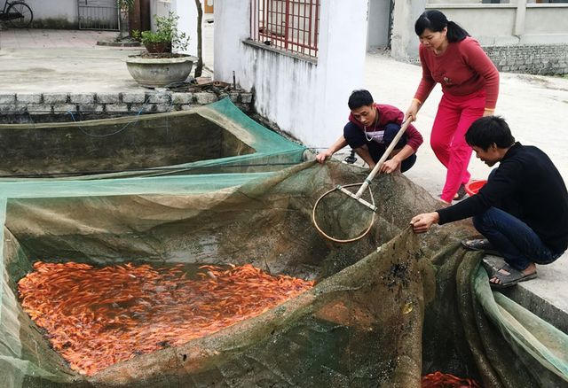 Theo kinh nghiệm thì cá bắt từ ao lên chưa chuyển đi ngay mà được thả vào tráng hoặc bể. Đồng thời, không được cho cá ăn no vì vận chuyển sẽ có nguy cơ cá chết.
