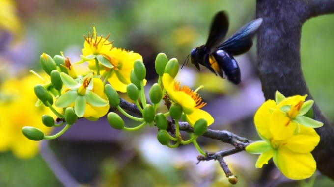 Tưng bừng hội chợ hoa Tết Đ&agrave; Nẵng
