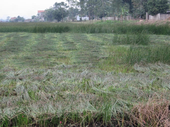 Nghề trồng cói, nghèo đói quanh năm