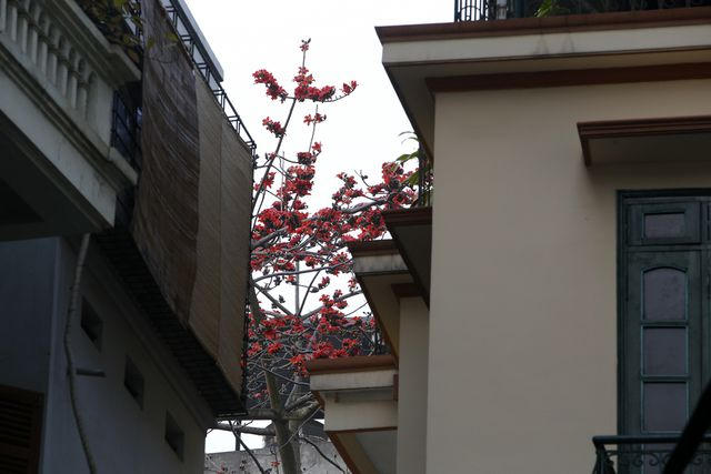 Cây gạo nhỏ được trồng lẩn khuất trong một khu dân cư đông đúc.