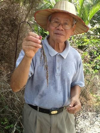 Ông Lưu Trọng Huỳnh trong chuyến đi thực tế xem giống lúa đặc biệt cùng gia đình Totha.