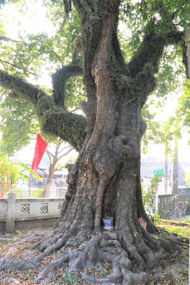 Một người dân thôn Phù Long chia sẻ, không ai trong làng biết được cây thị có từ khi nào. Những cụ cao niên sống đến trăm tuổi của làng từ khi sinh ra cũng đã thấy