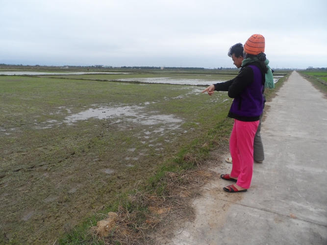 H&agrave;ng loạt thửa ruộng trắng phau giữa c&aacute;nh đồng.