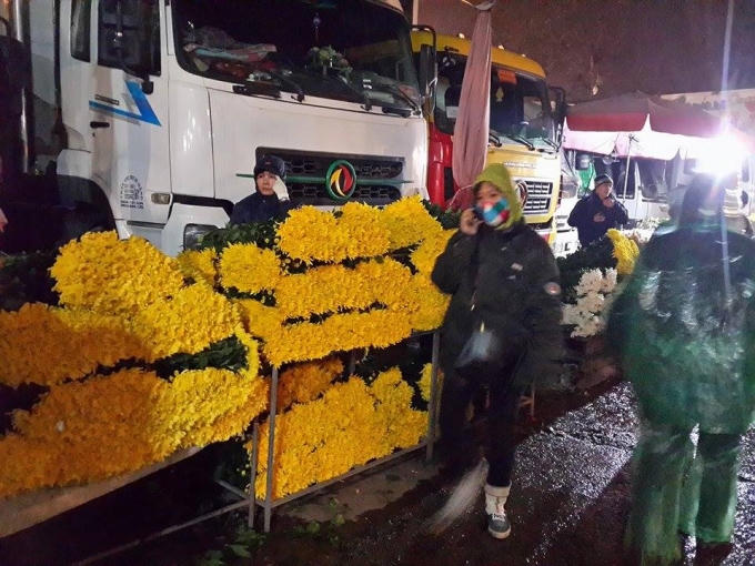 Cúc vàng được xếp gọn gàng.