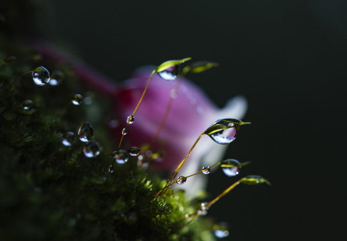 Không ở đâu, đào chuông nhiều như ở Bà Nà và cũng không ở đâu khác đào chuông mang sắc hồng đậm nhạt nhiều màu như ở chốn được mệnh danh tiên cảnh này. Người đến Bà Nà vui trong sắc xuân rạng rỡ của muôn vàn loài hoa như cẩm tú cầu, lavender, thanh anh... vẫn không thể quên được bóng dáng của hoa đào chuông, với những cánh hoa buông rủ nhẹ nhàng giống như hình ảnh những vũ công ballet đang múa theo điệu nhạc "công chúa ngủ trong rừng" nổi tiếng của Tchaikovsky, lãng mạn mà thanh tao.