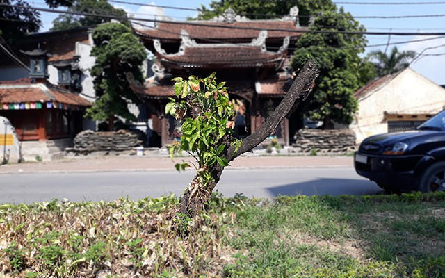 Hà Nội: Hàng loạt gốc đào cổ chết khô trên đường Lạc Long Quân